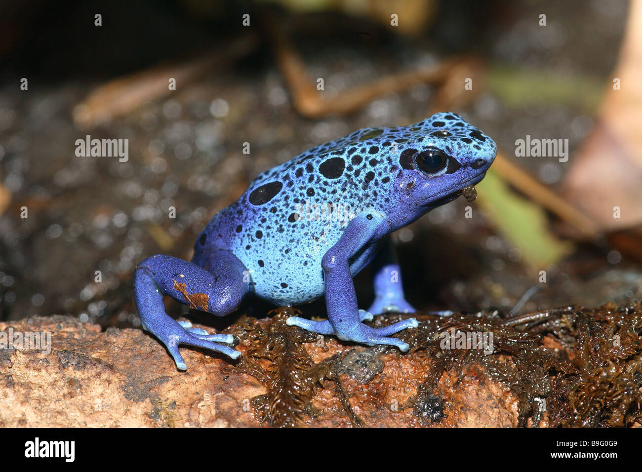 Terrarium Dendrobates azureus Dendrobates azureus animal amphibian frog-amphibian frog blue blue-black tree-foreman-frog Stock Photo