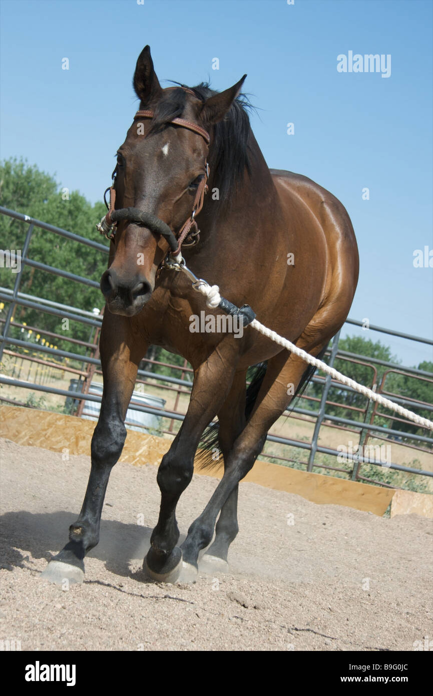 Brown horse on lead rope Stock Photo Alamy