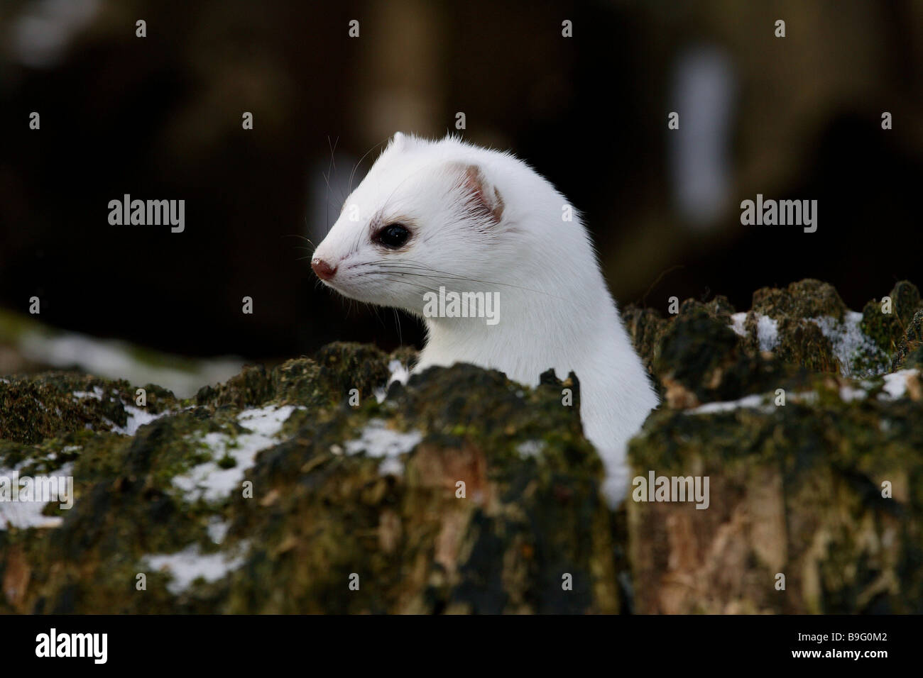 Ermine fur detail hi-res stock photography and images - Alamy