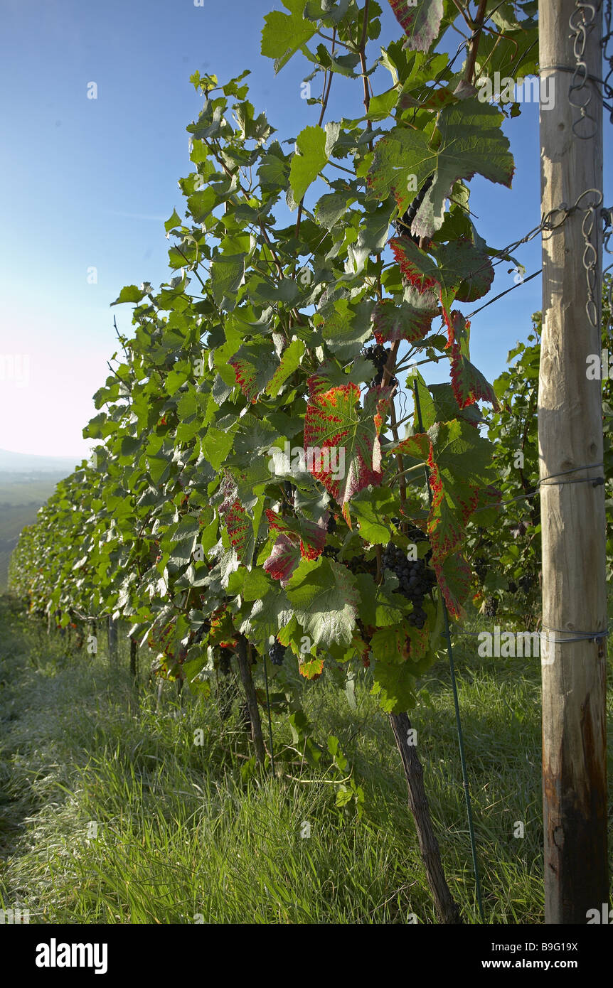 vineyard  vines Stock Photo