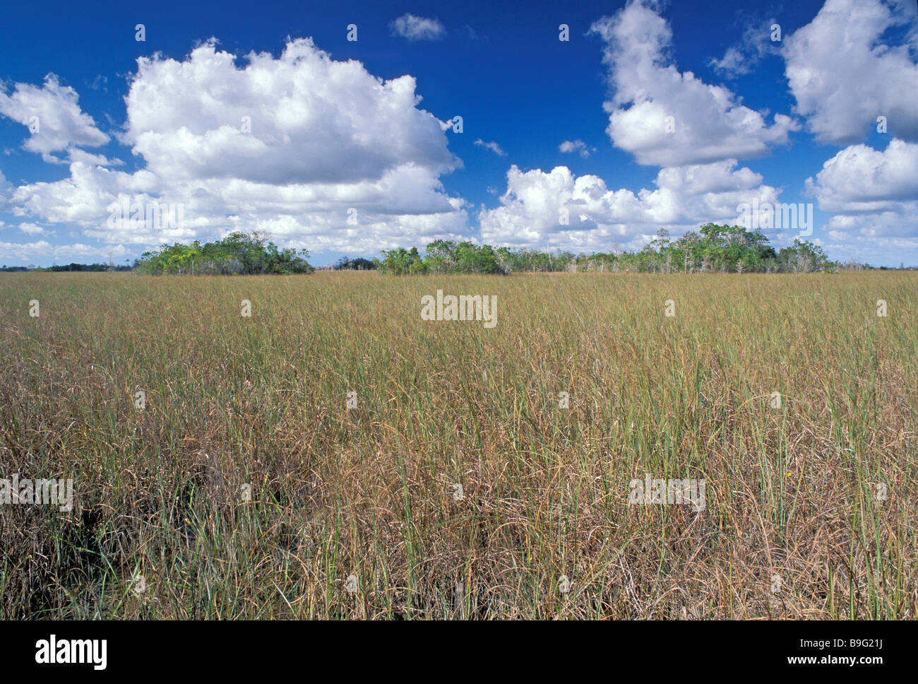 Sawgrass prairie hires stock photography and images Alamy