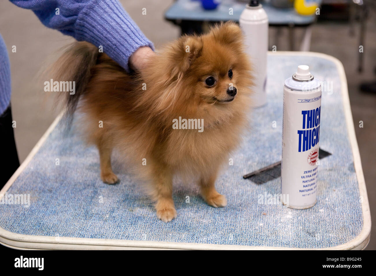 Pomeranian dog being groomed at the 2009 Detroit Kennel Club dog show Stock Photo
