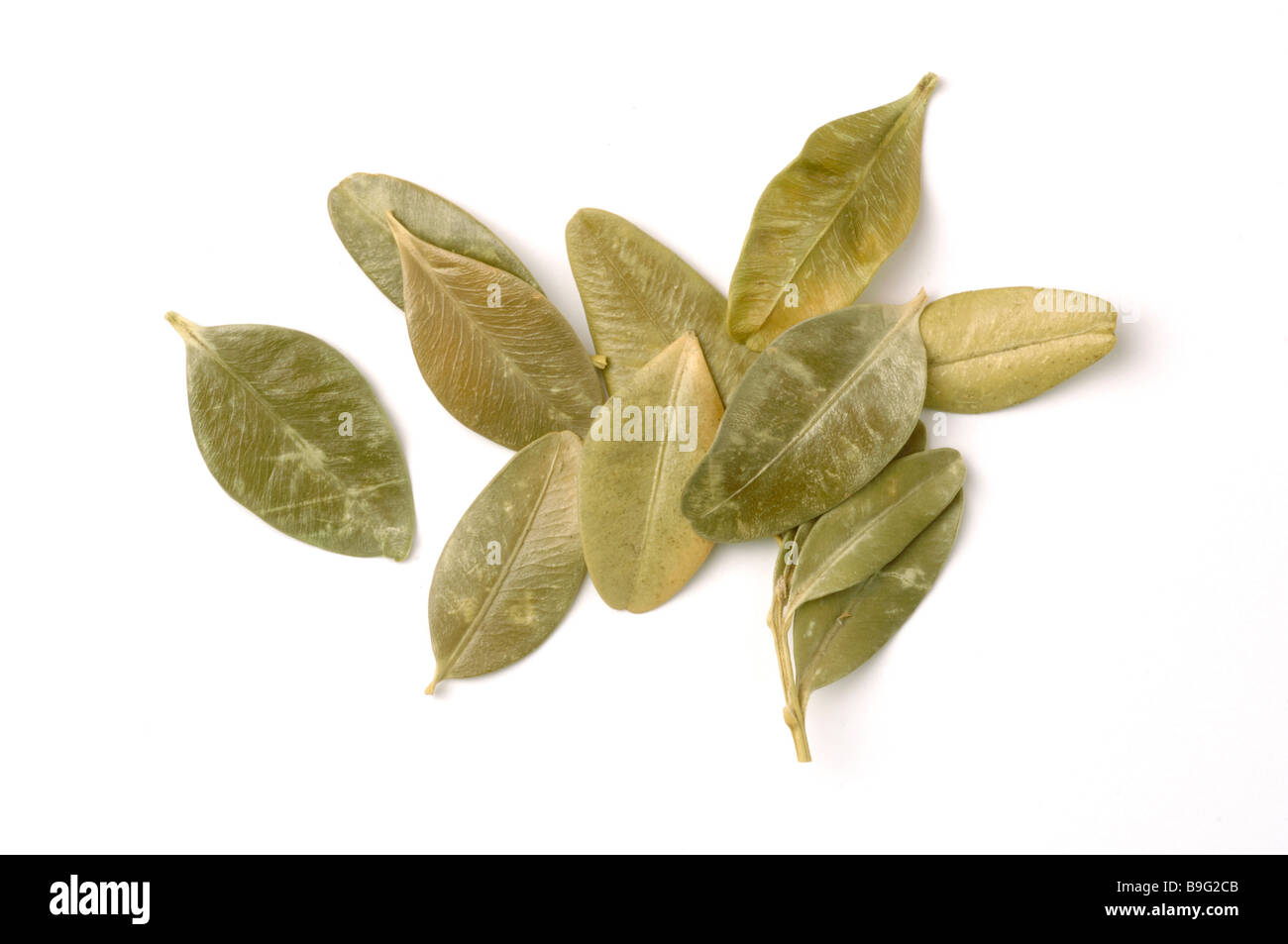 Dried leaves of medicinal plant Buchsbaum Buchs Box Boxtree Boxwood Buxus sempervirens Stock Photo