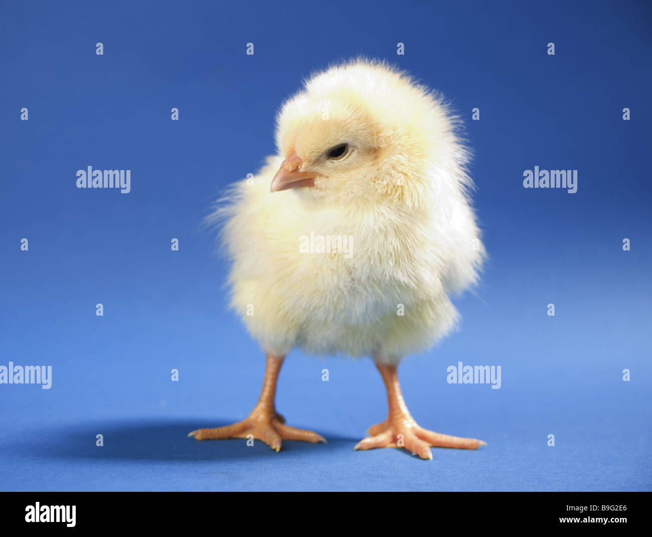 Premium Photo  Yellow bird and chicken feathers in soft and blur style the  background