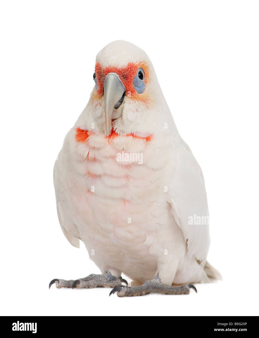 Long billed Corella Cacatua tenuirostris in front of a white background He look Similar in appearance to the Little Corella and Stock Photo