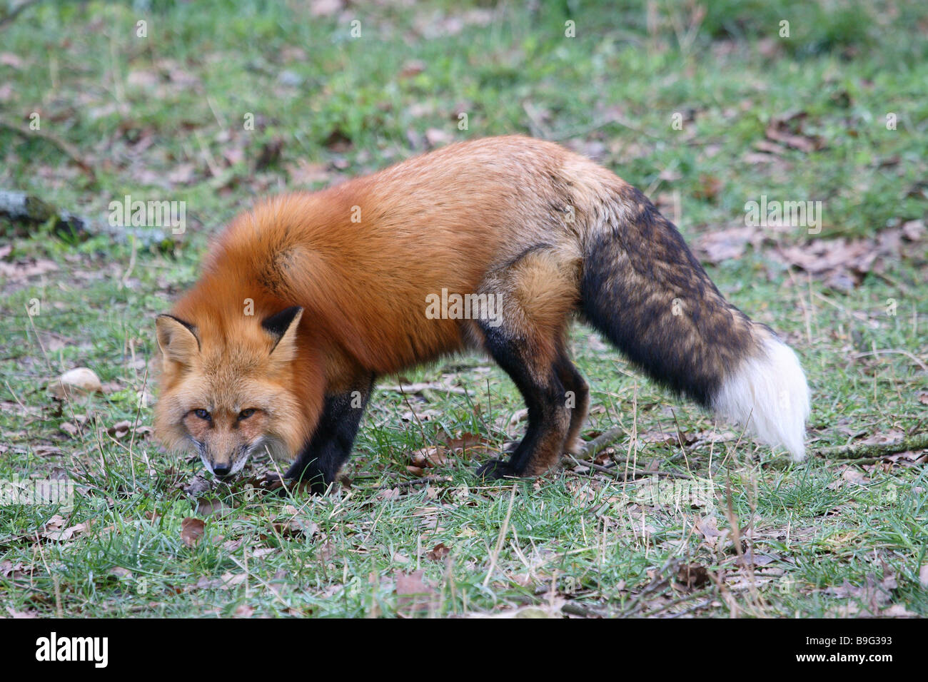 red fox Vulpes vulpes Stock Photo