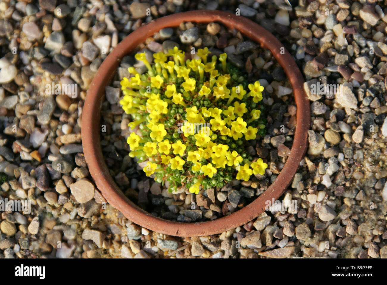 Dionysia tapetodes, Primulaceae, Central and West Asia, Pakistan Stock Photo