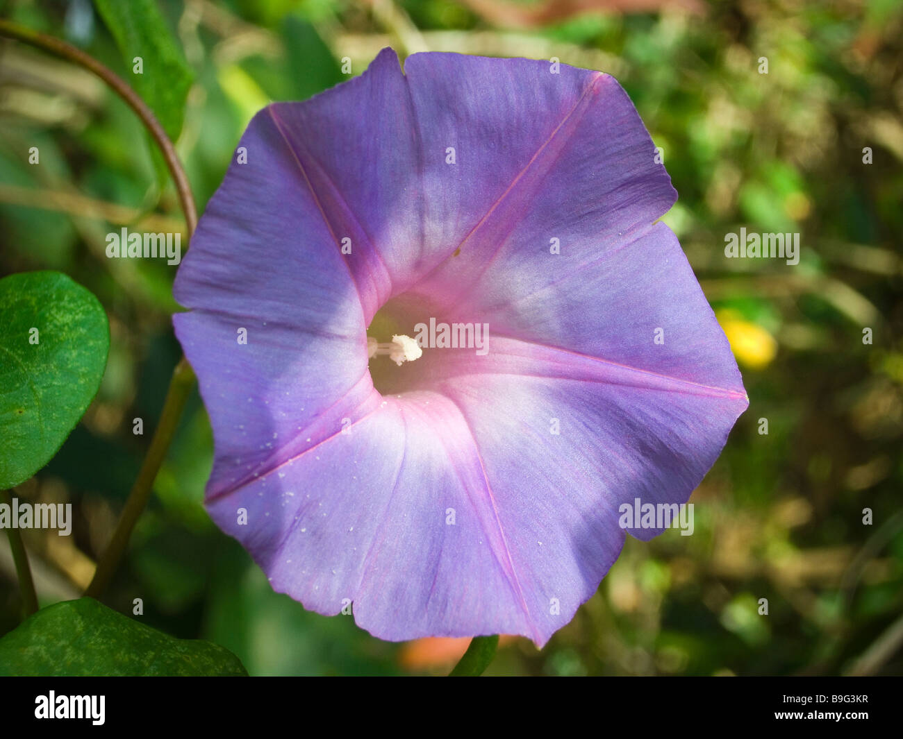 Blue Morning Glory flowers grow on vines in hardwood hammock Everglades National Park Florida Stock Photo