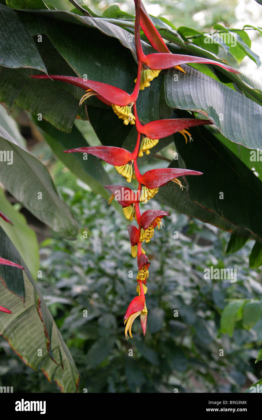 Heliconia collinsiana var collinsiana, Heliconiaceae, Honduras, South America Stock Photo
