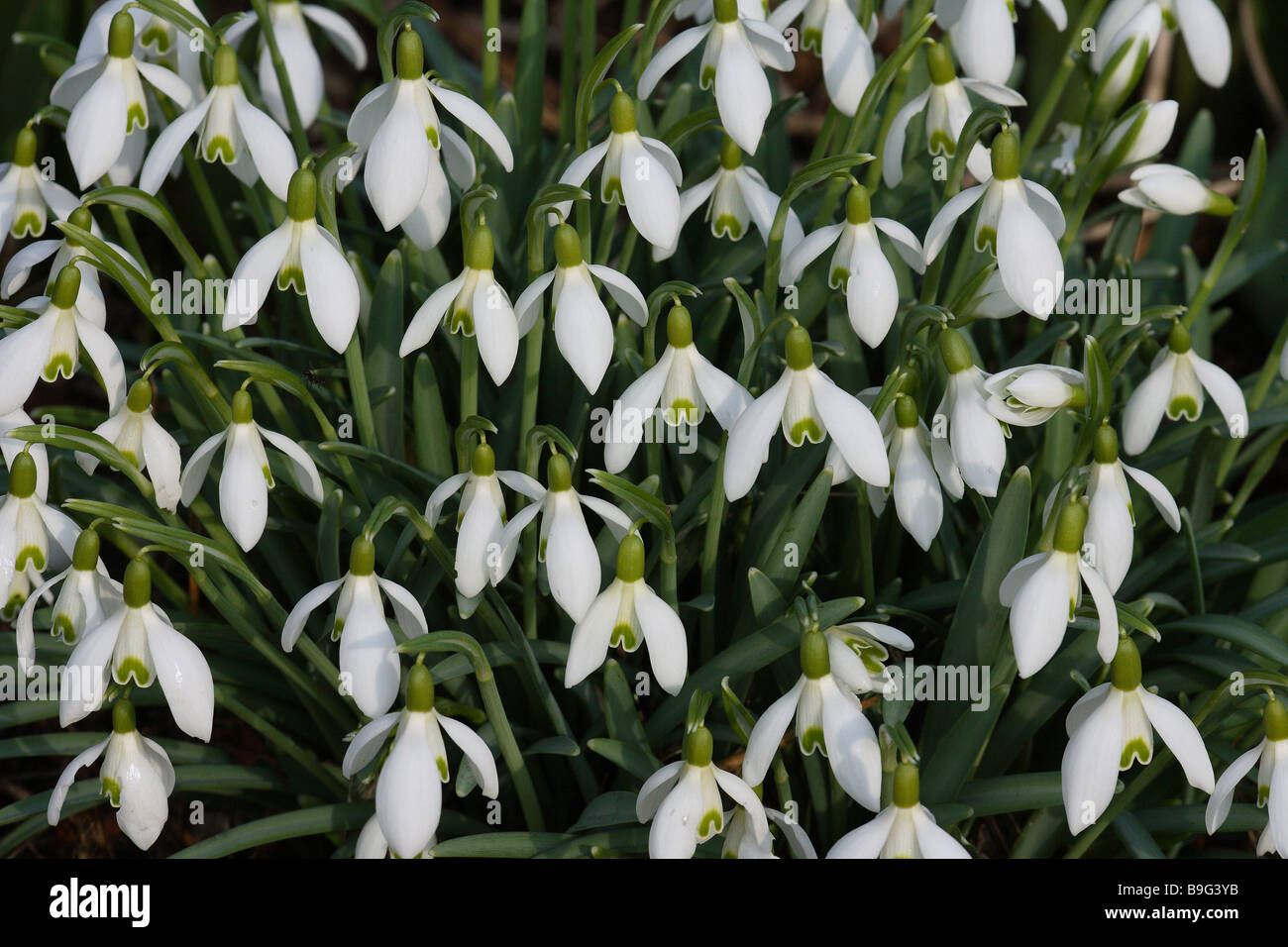 snowdrops Galanmthus nivalis Stock Photo