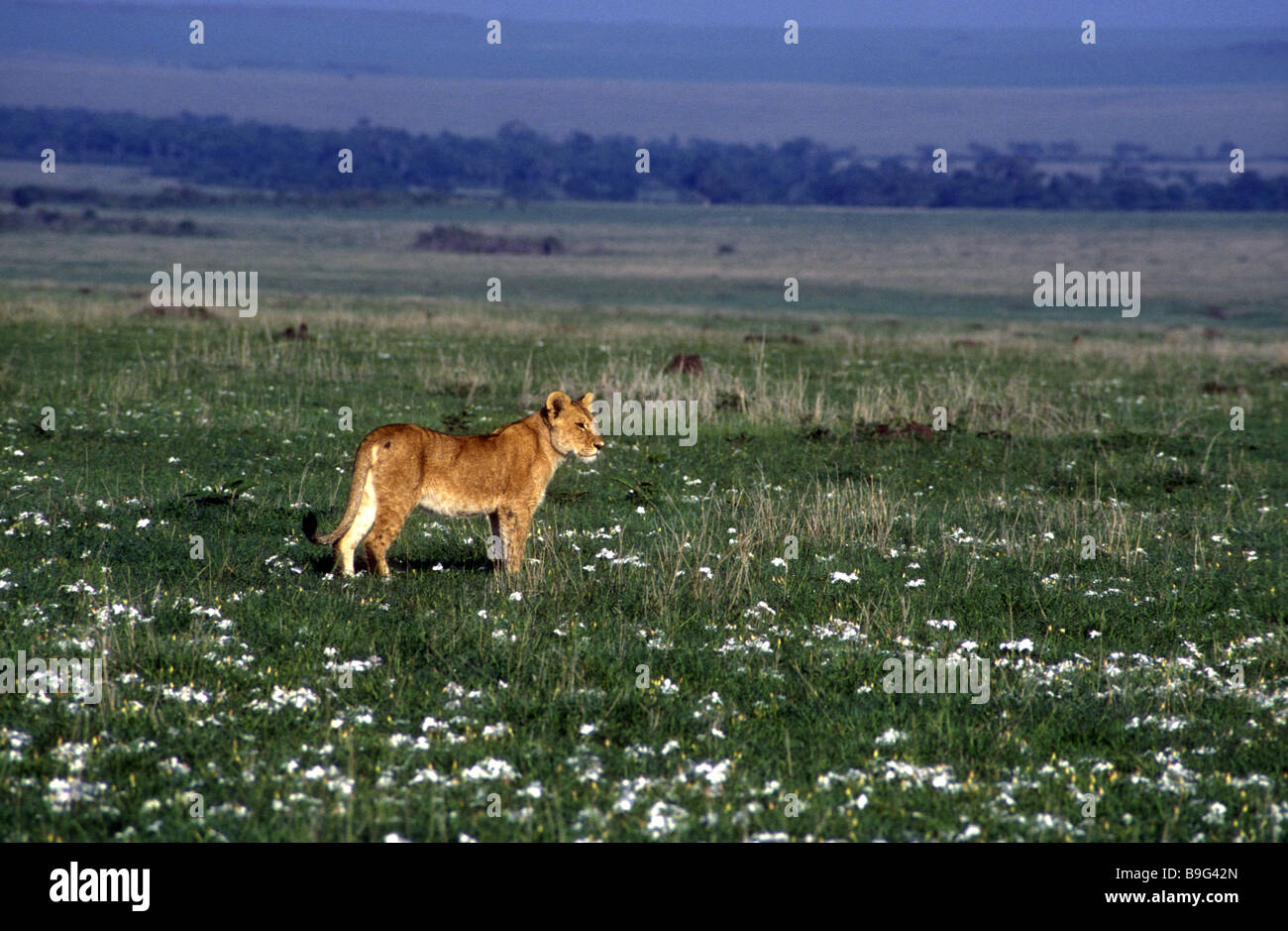 Half grown male lion cub surrounded by white waste paper flowers Masai Mara National Reserve Kenya East Africa Stock Photo