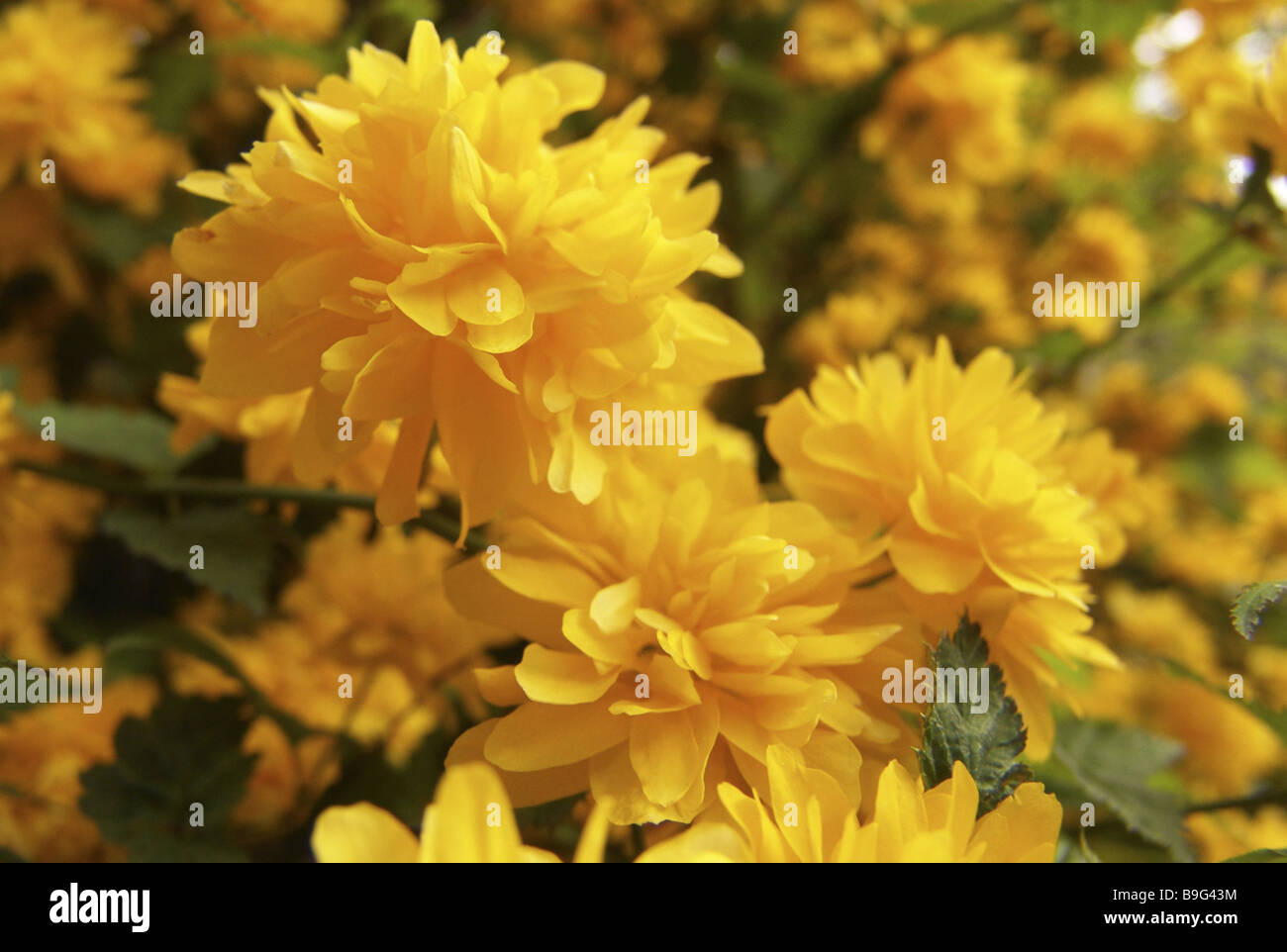 buttercup bush Kerria japonica detail bloom yellow closeup Kerria