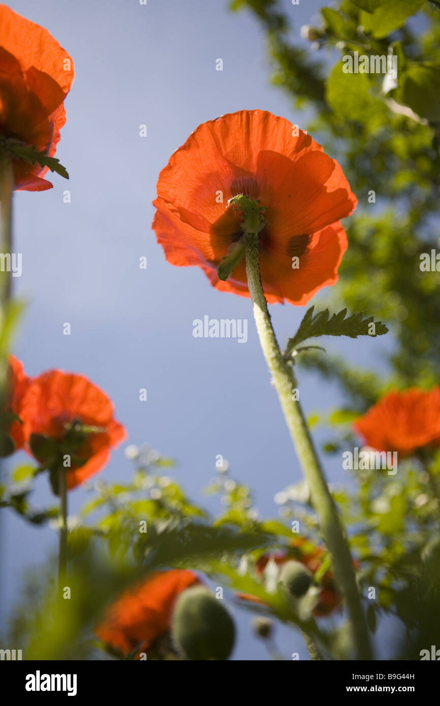 Poppies bloom closeup poppybloom shining red Papaver flora poppy