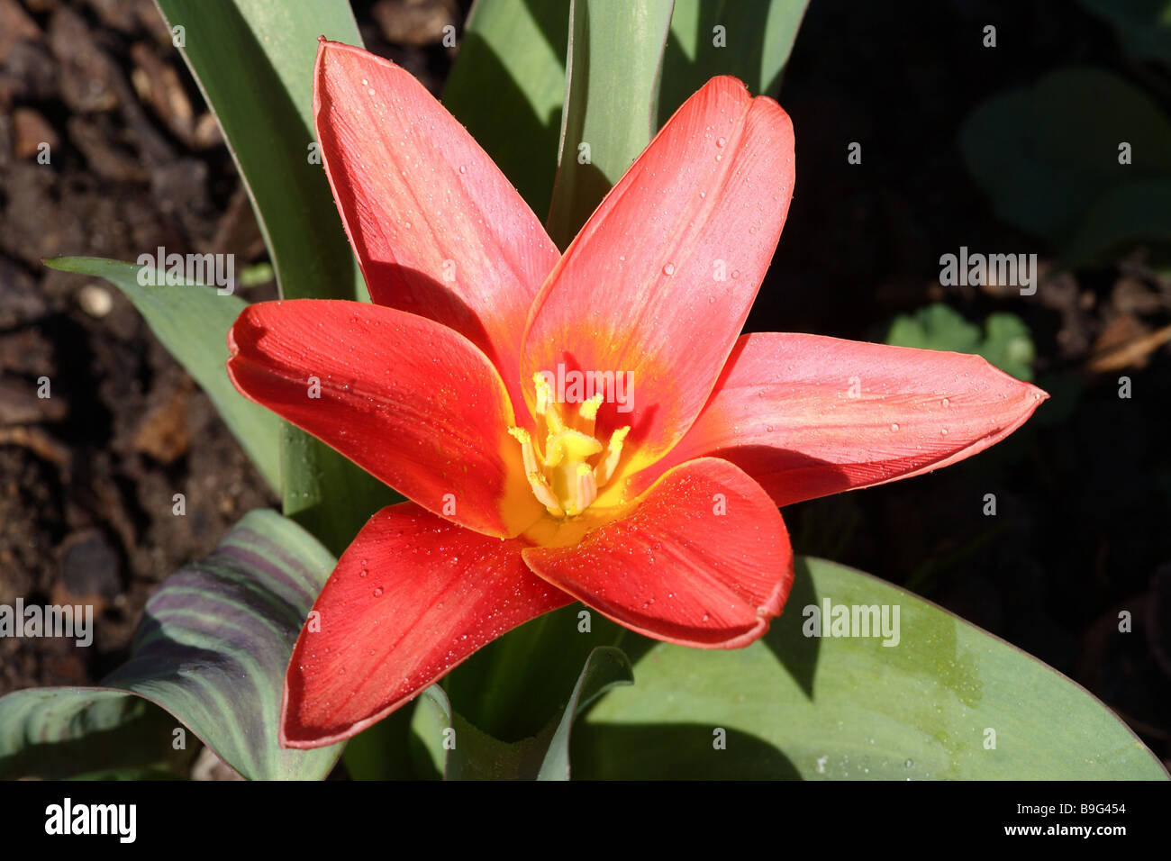 Spring tulip bloom hi-res stock photography and images - Alamy