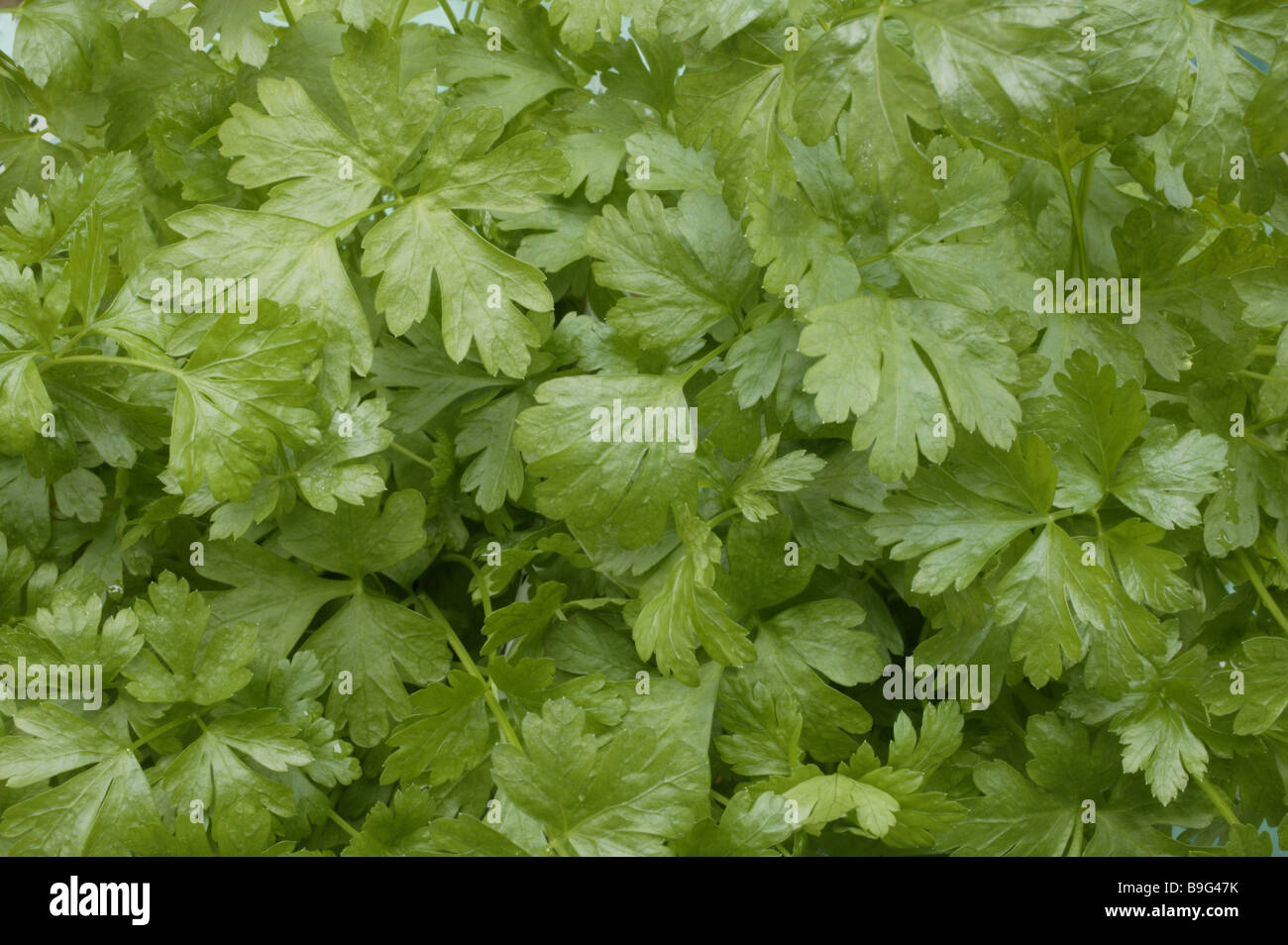 Smooth parsley  Petroselinum crispum Stock Photo