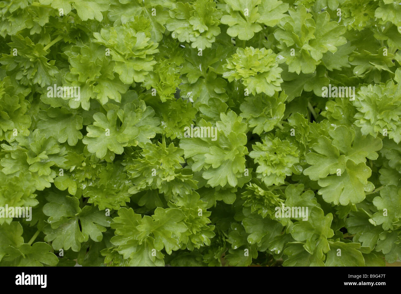 Crinkly parsley  Petroselinum crispum Stock Photo