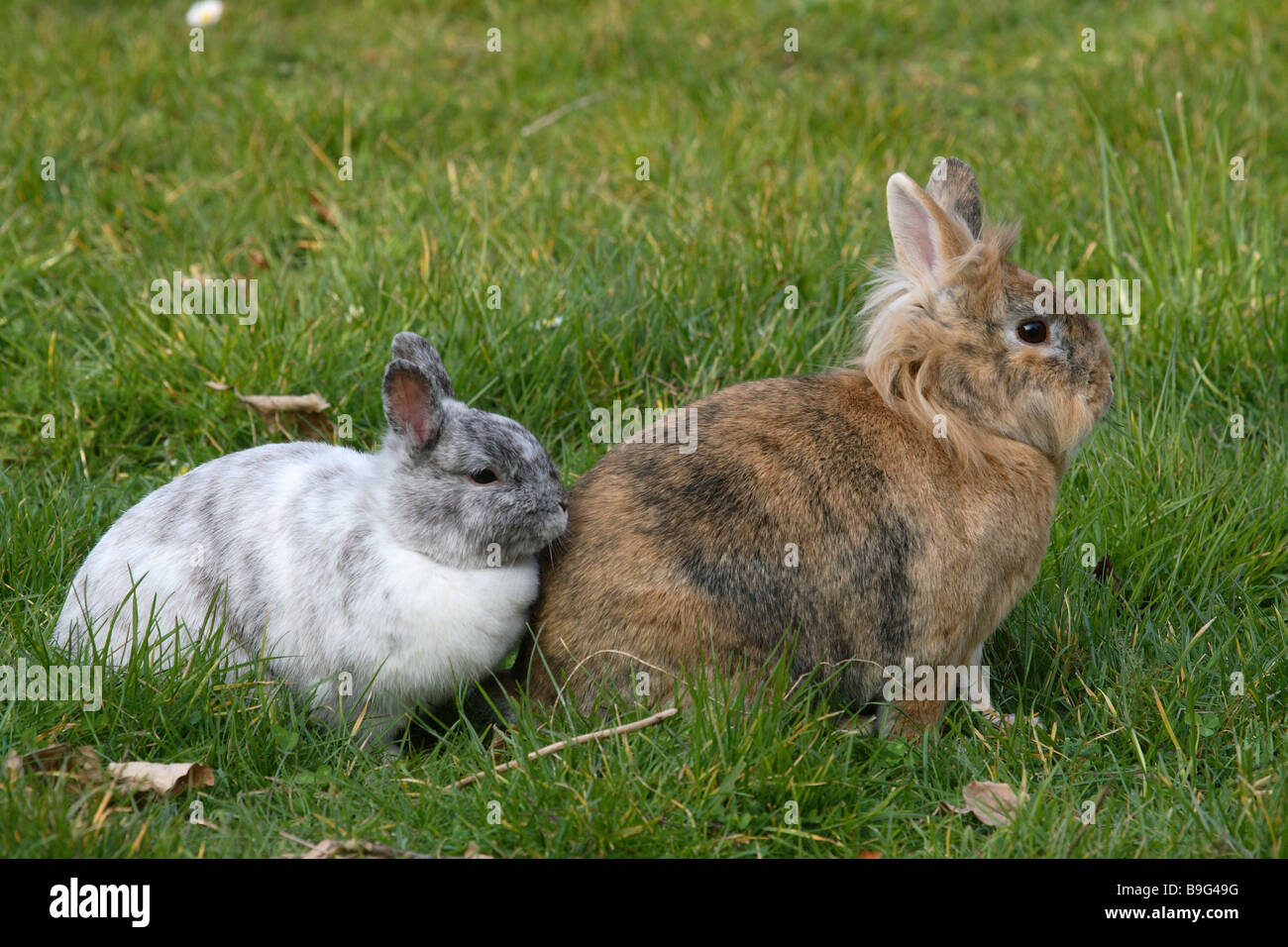 Dwarfrabbits two meadow Stock Photo Alamy
