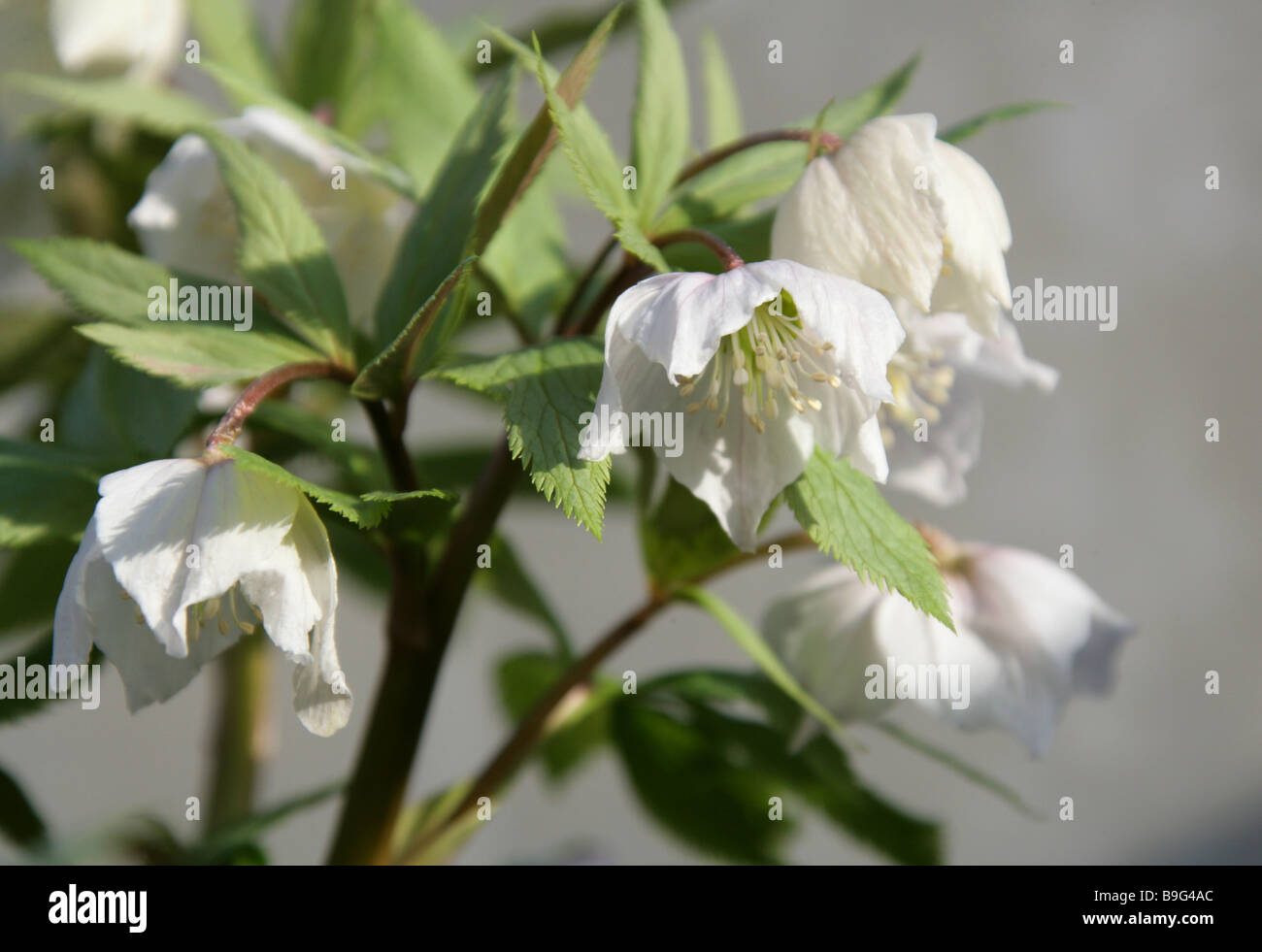 Hellebore, Helleborus thibetanus, Ranunculaceae, South and Central China. Stock Photo