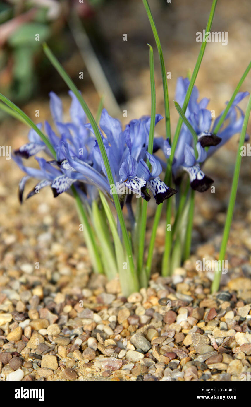 Iris bakeriana, Iridaceae, Turkey, Iraq, Iran, West Asia Stock Photo