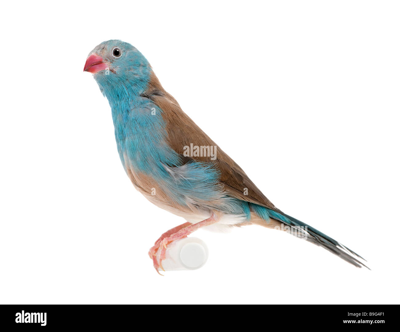 Blue breasted Cordon bleu Uraeginthus angolensis in front of a white background Stock Photo