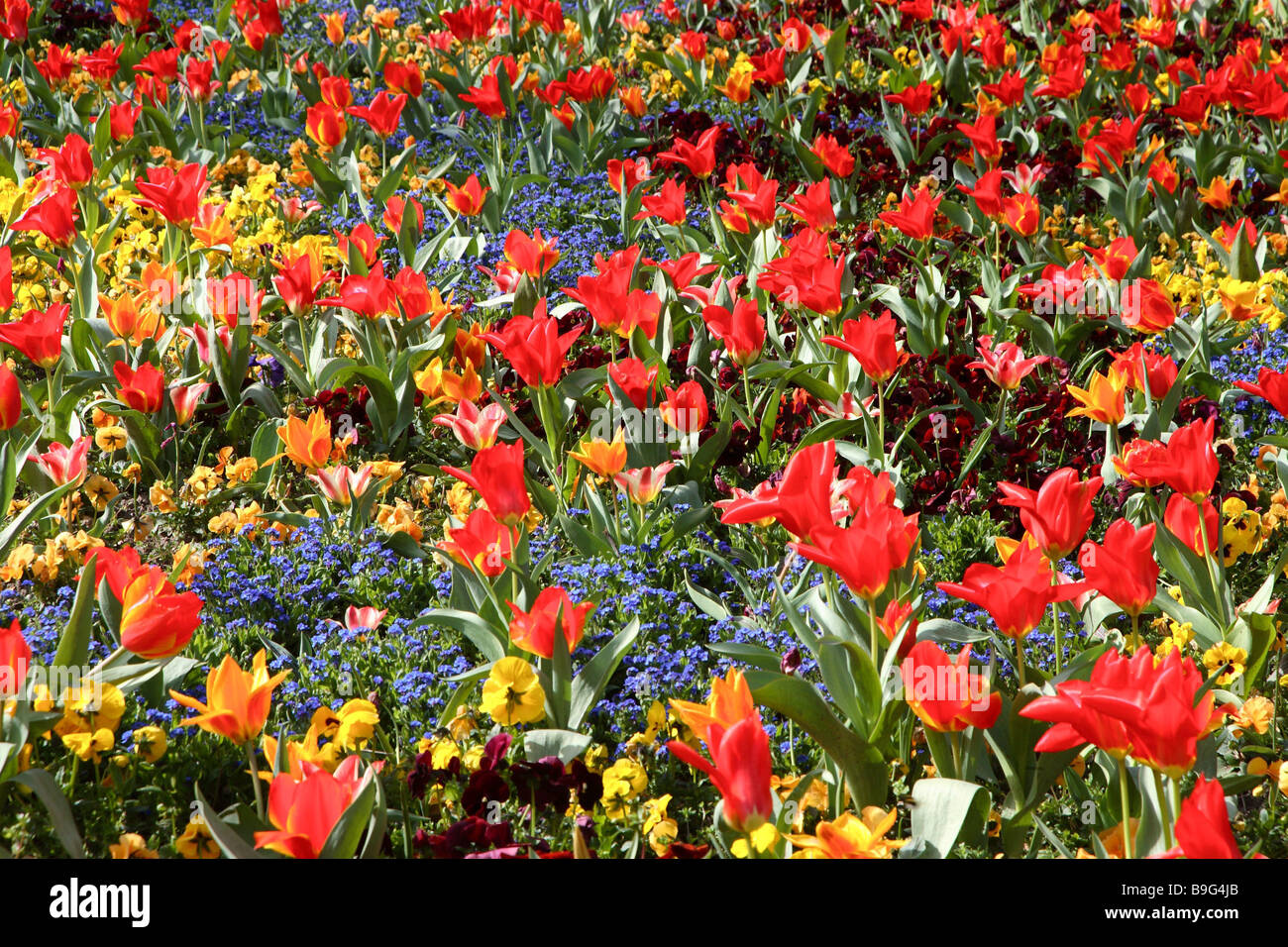 Flower bed tulips pansies forget-me-nots Stock Photo - Alamy