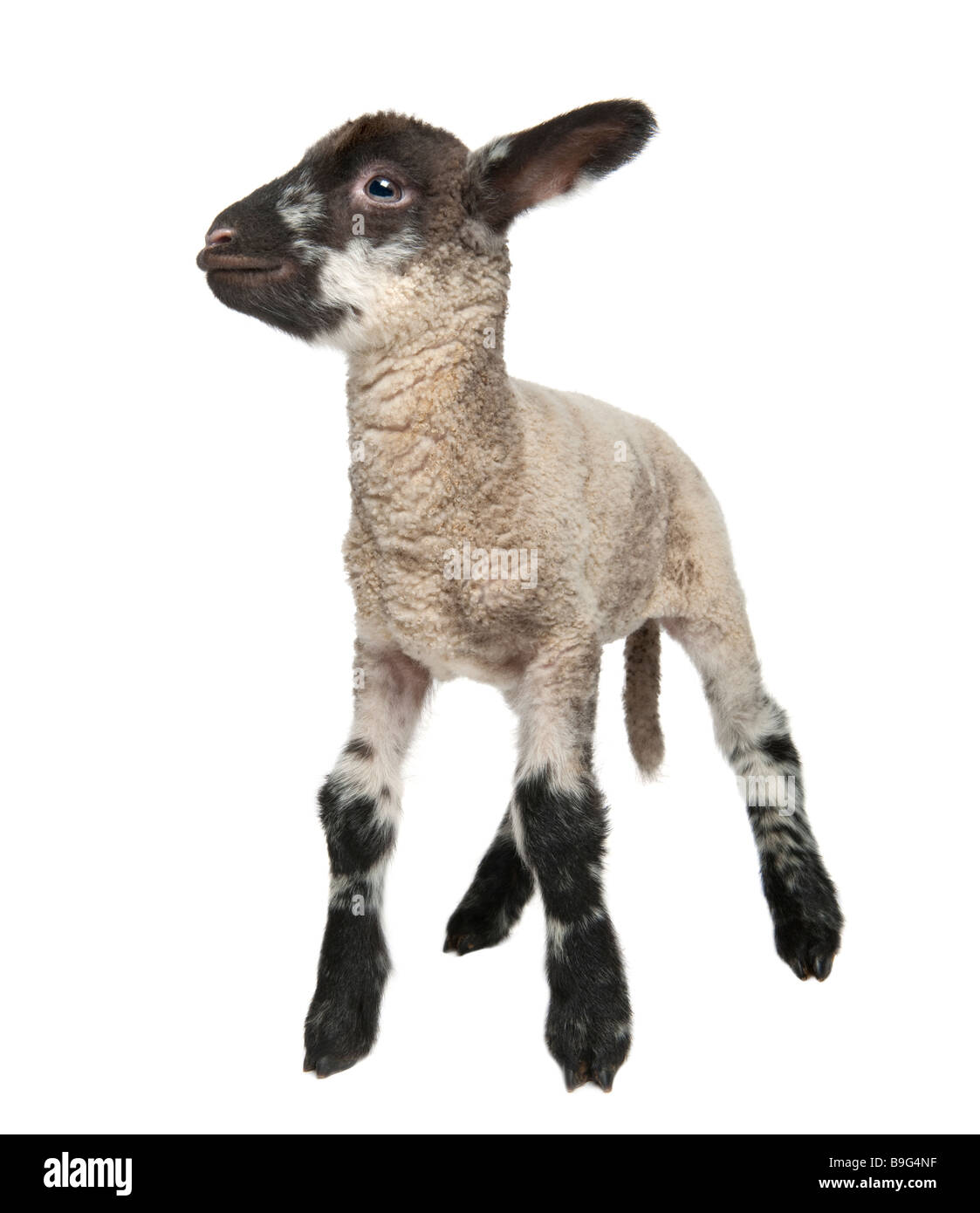 Black and white Lamb 15 days old in front of a white background Stock Photo