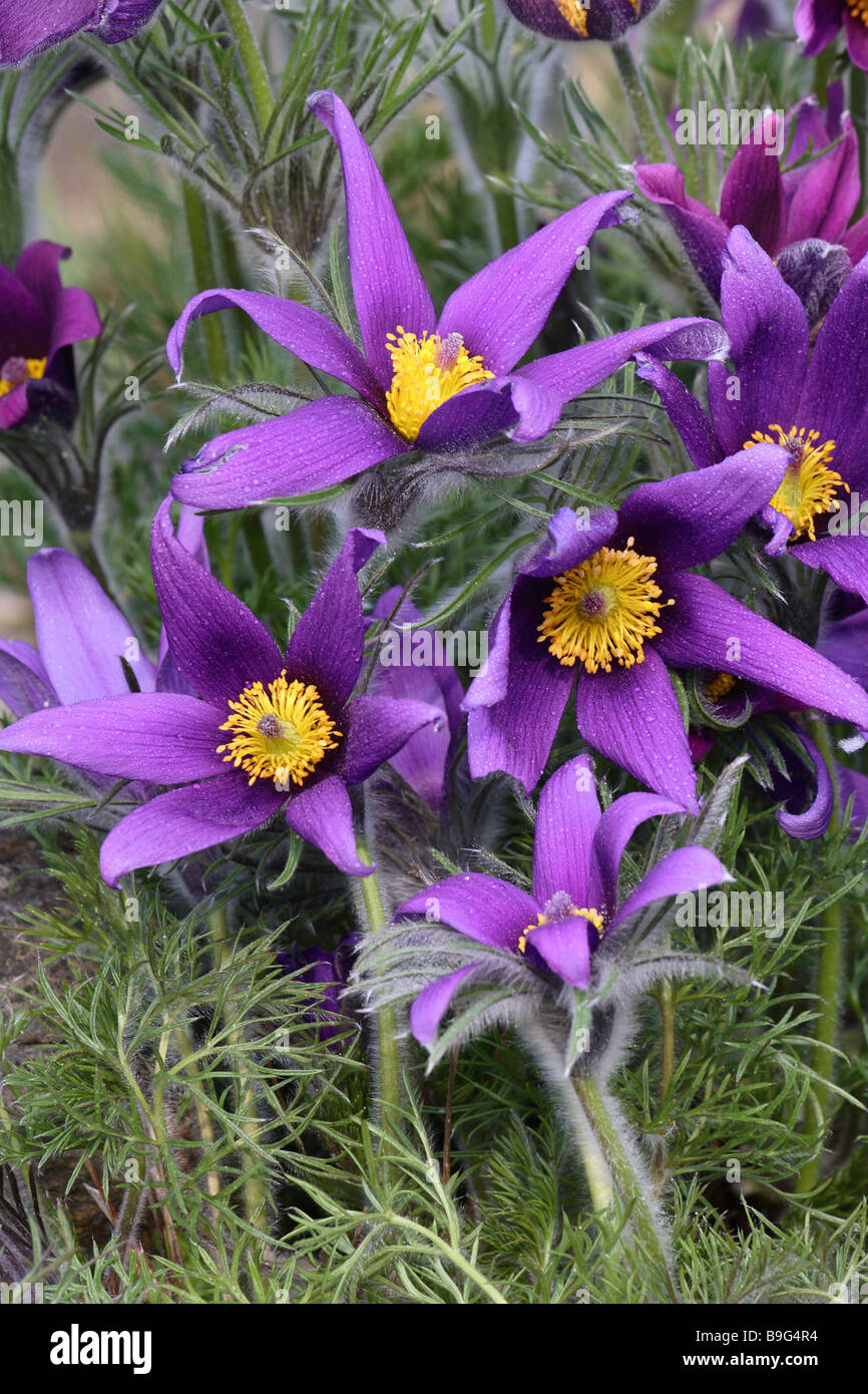 Common Pasque flower Pulsatilla vulgaris Stock Photo