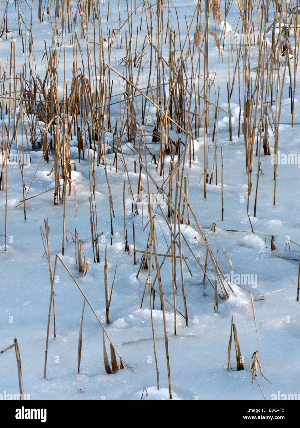 Dead reeds in a frozen snow-covered pond Stock Photo