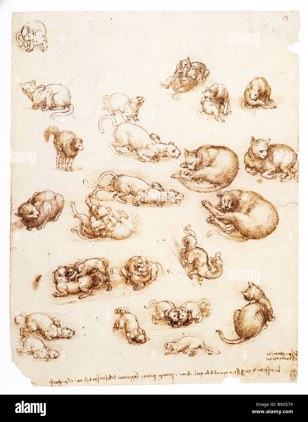 Studies of cats and dragon other animals by Leonardo da Vinci 1513-1515 Stock Photo