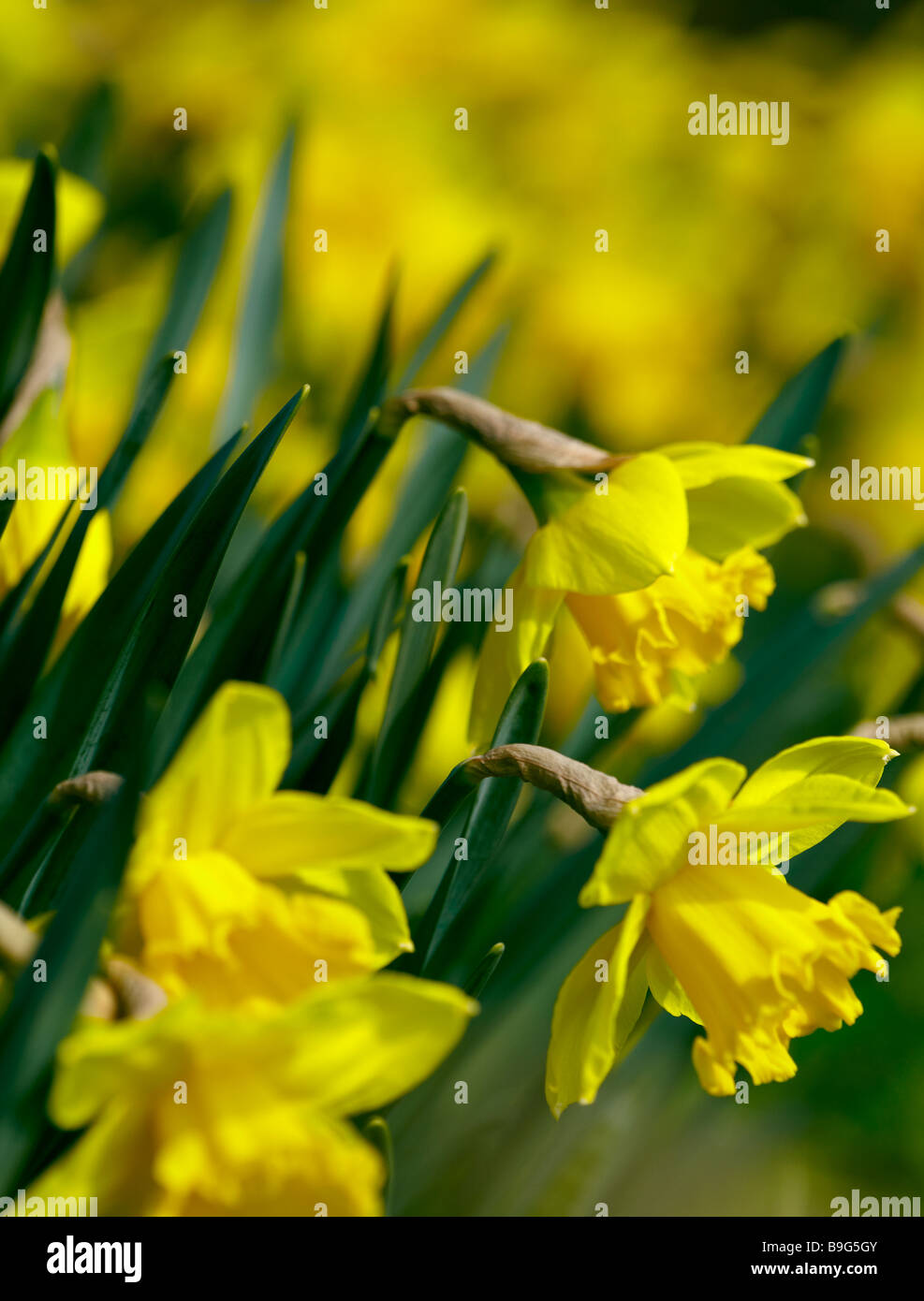 Spring daffodils Stock Photo