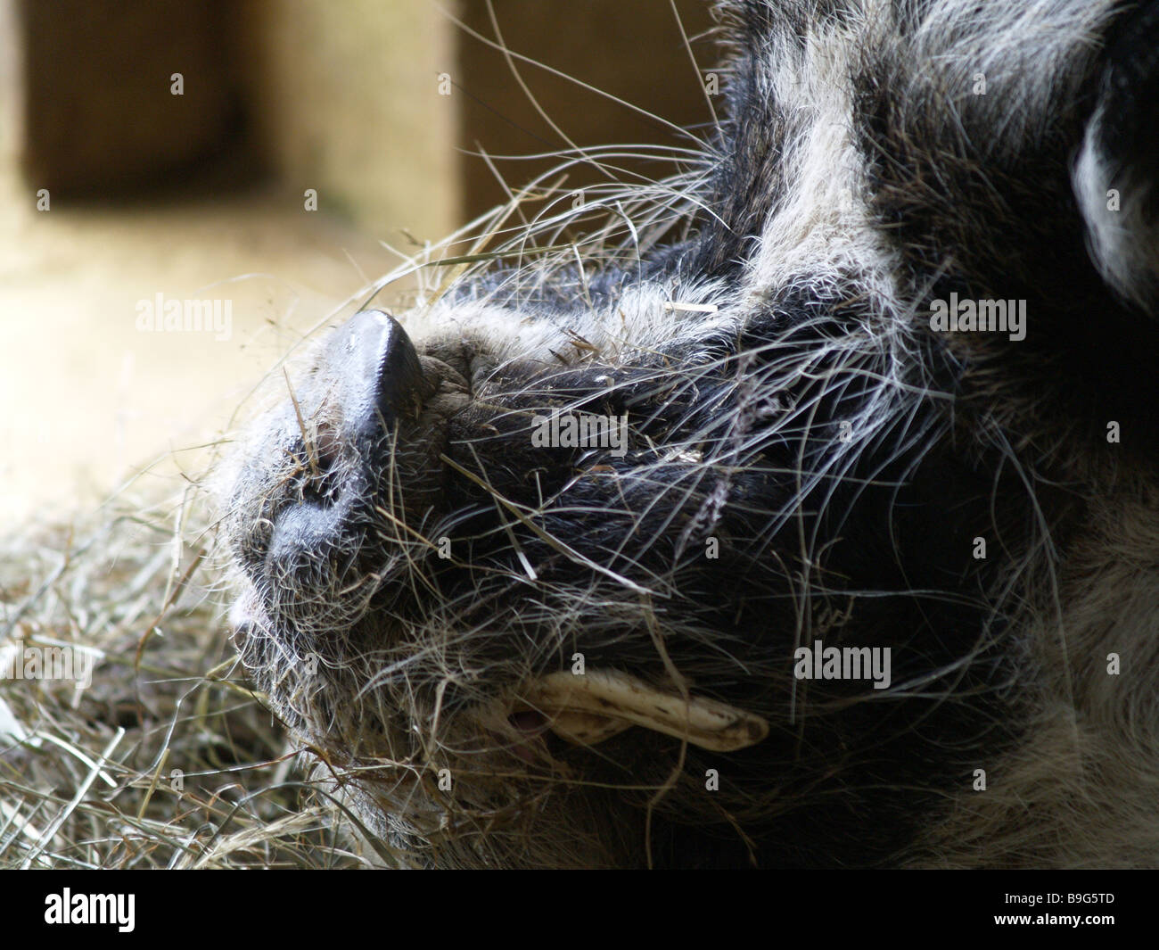 Side head shot of male boar with tusks Stock Photo