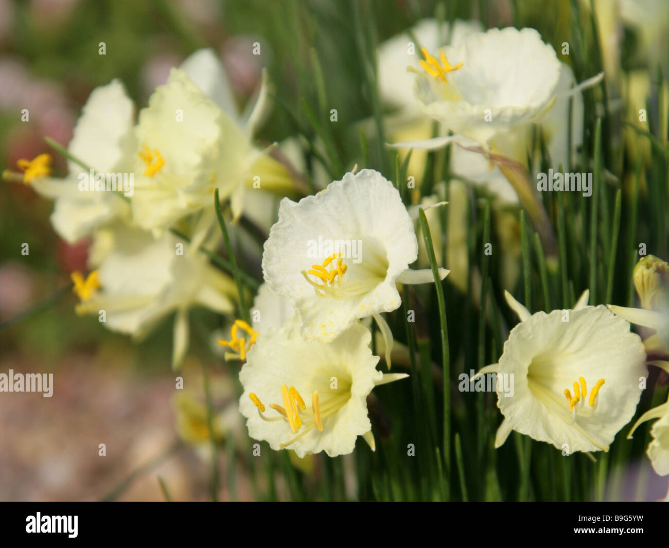 Narcissus Romieuxii ssp. romeiuxii, Amaryllidaceae, Morocco, North Africa Stock Photo