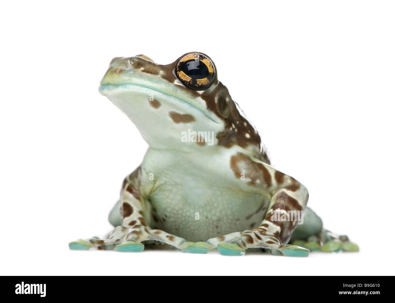 Amazon Milk Frog Trachycephalus resinifictrix in front of a white background Stock Photo