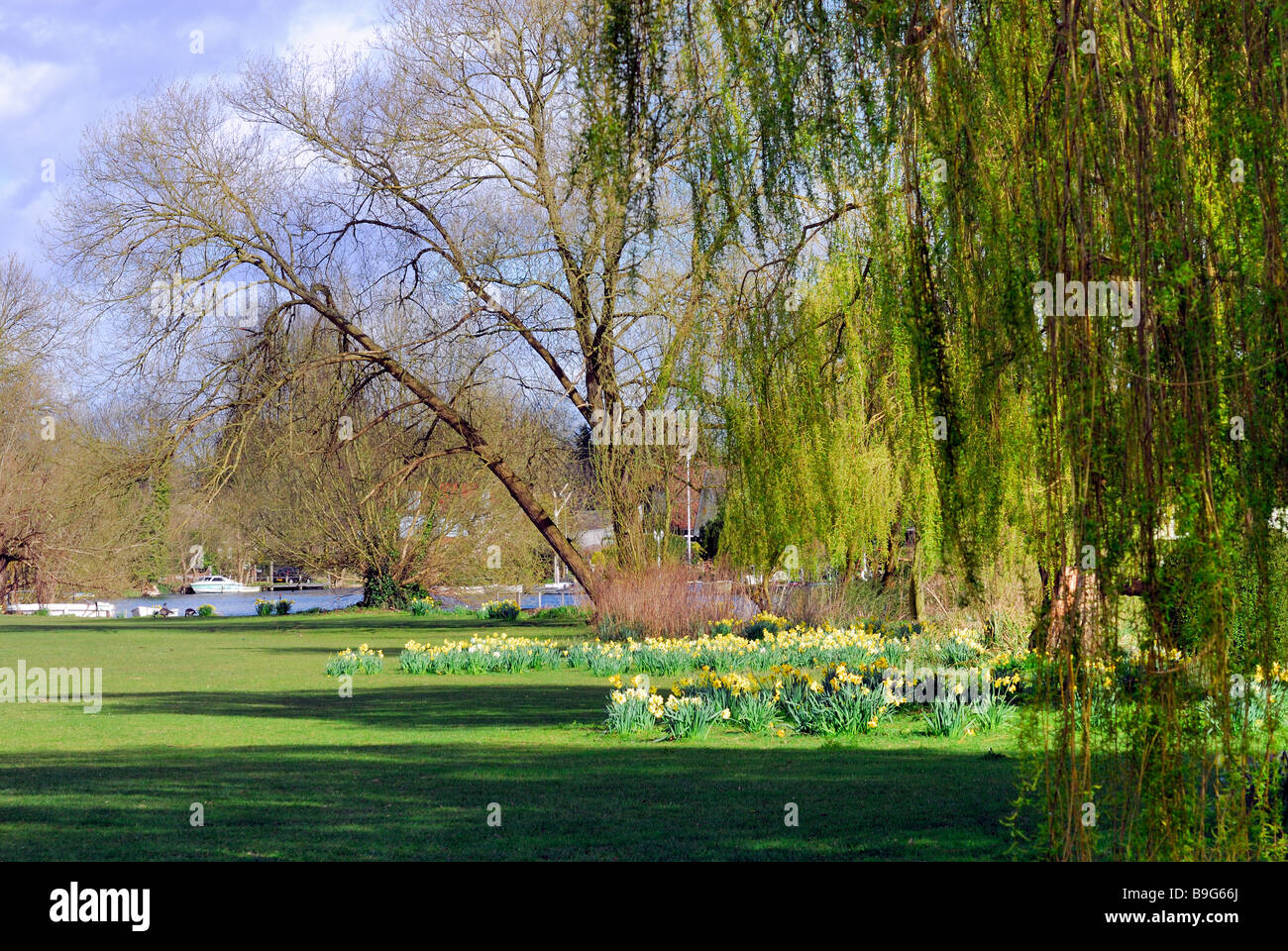Riverside trees at Shepperton Stock Photo Alamy