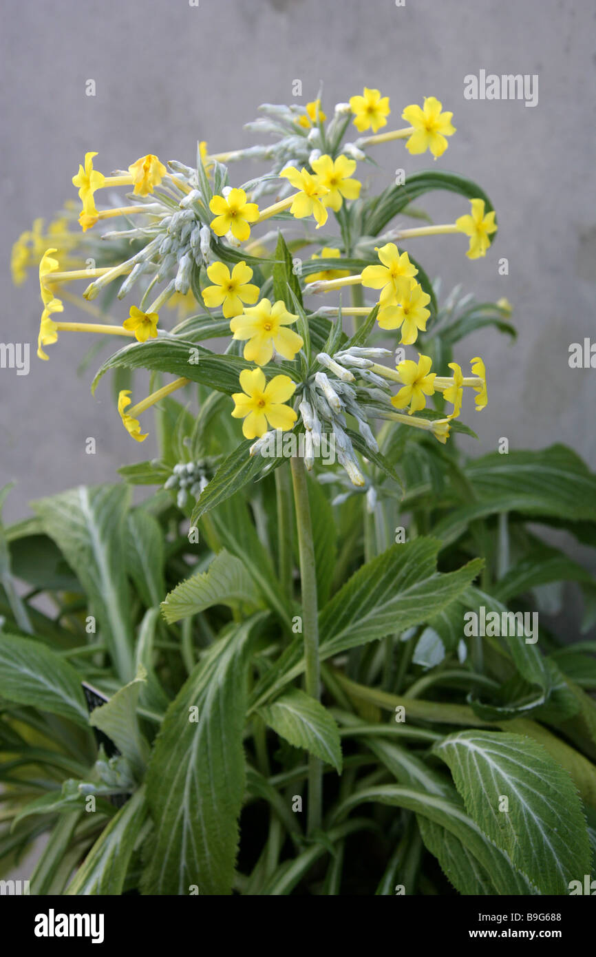 Primula verticillata, Primulaceae, Saudi Arabia, Yemen Stock Photo