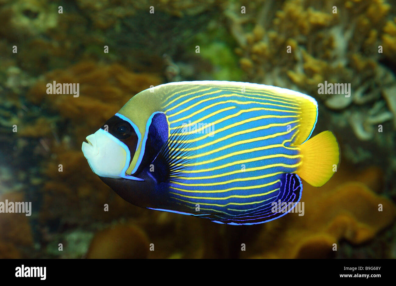 Touched underwater world saltwater fish zoology aquarium hires stock photography and images Alamy