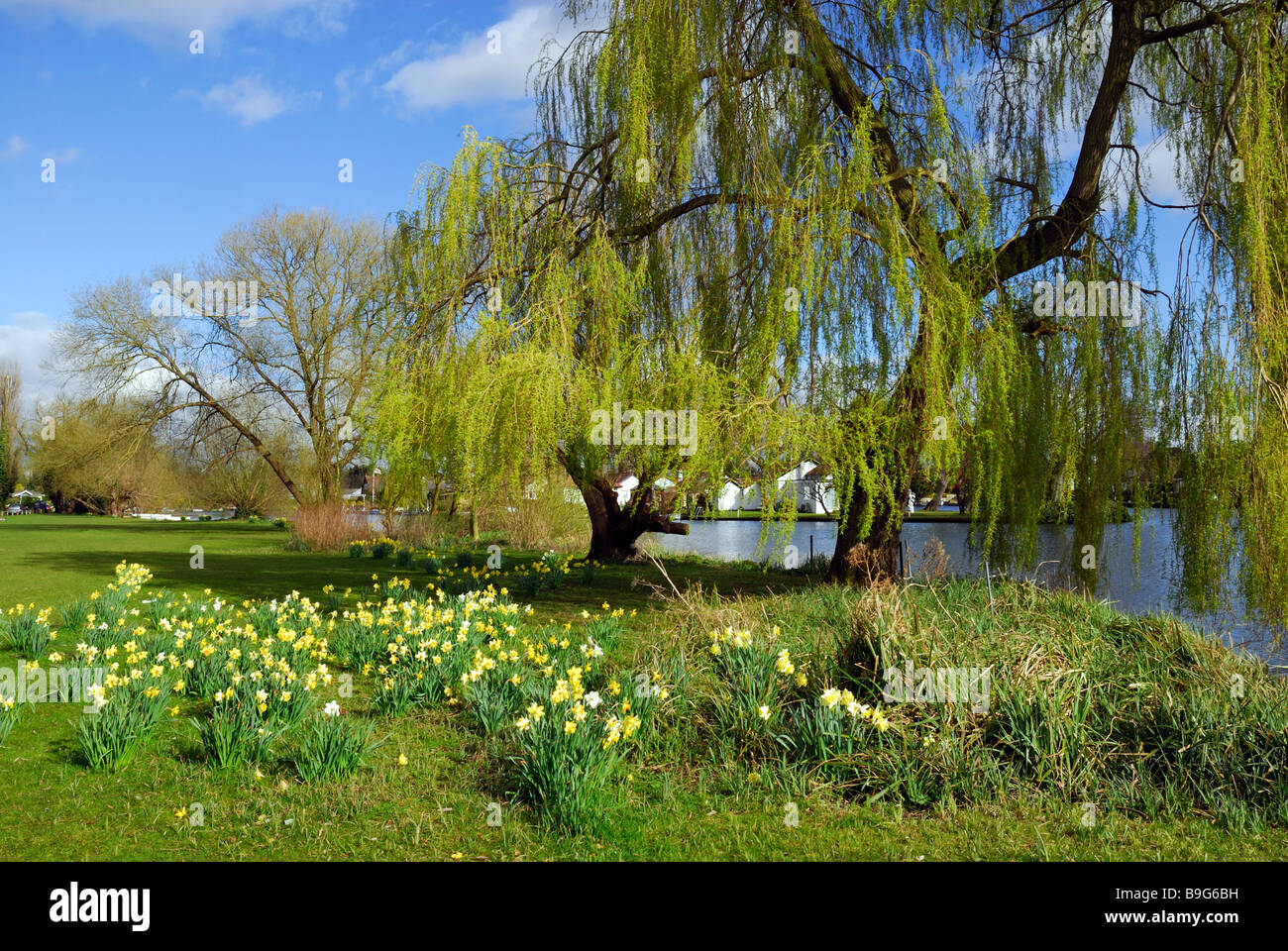Riverside at Shepperton Stock Photo Alamy