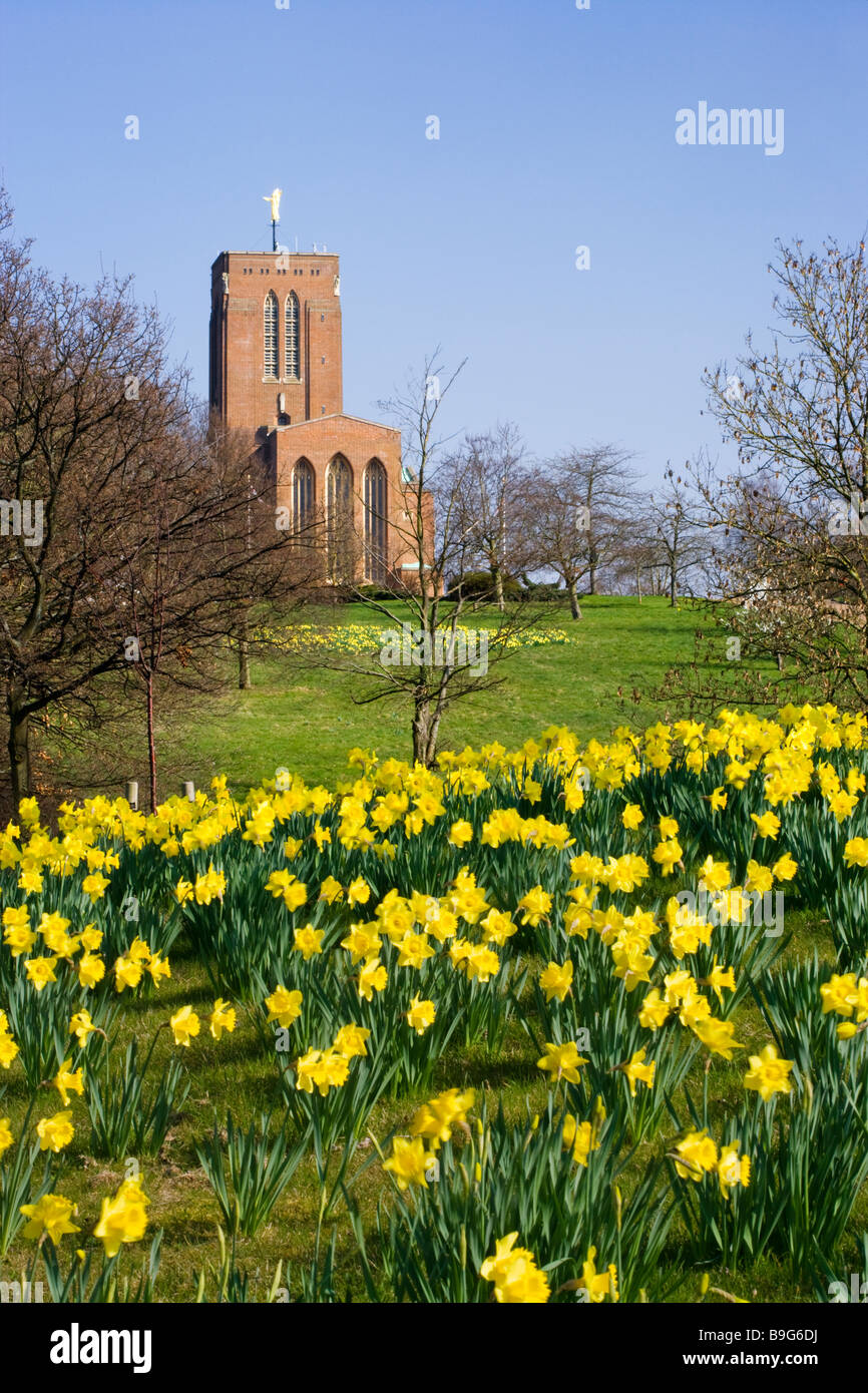 Guildford Cathedral and daffodils, Surrey, UK Stock Photo