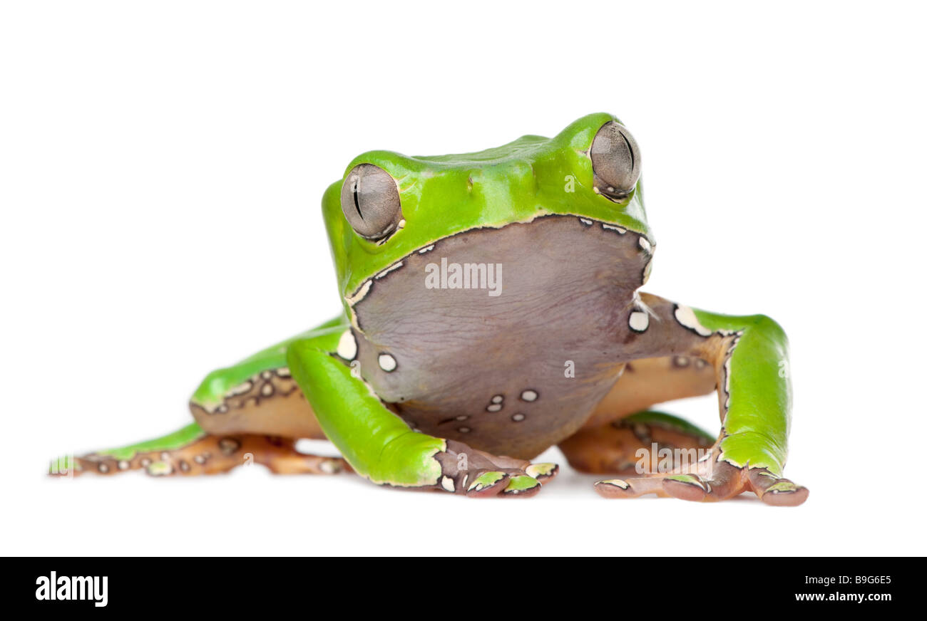 Giant leaf frog Phyllomedusa bicolor in front of a white background Stock Photo