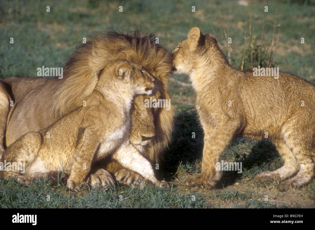 Two lion cubs affectionately rubbing against the head of the senior pride male Masai Mara National Reserve Kenya East Africa Stock Photo