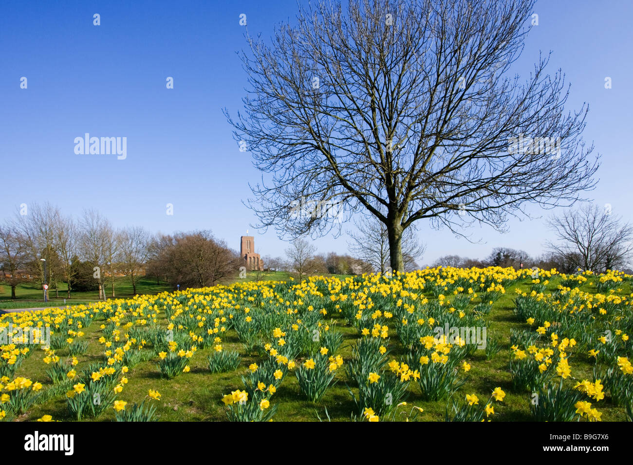Guildford Cathedral and daffodils, Surrey, UK Stock Photo