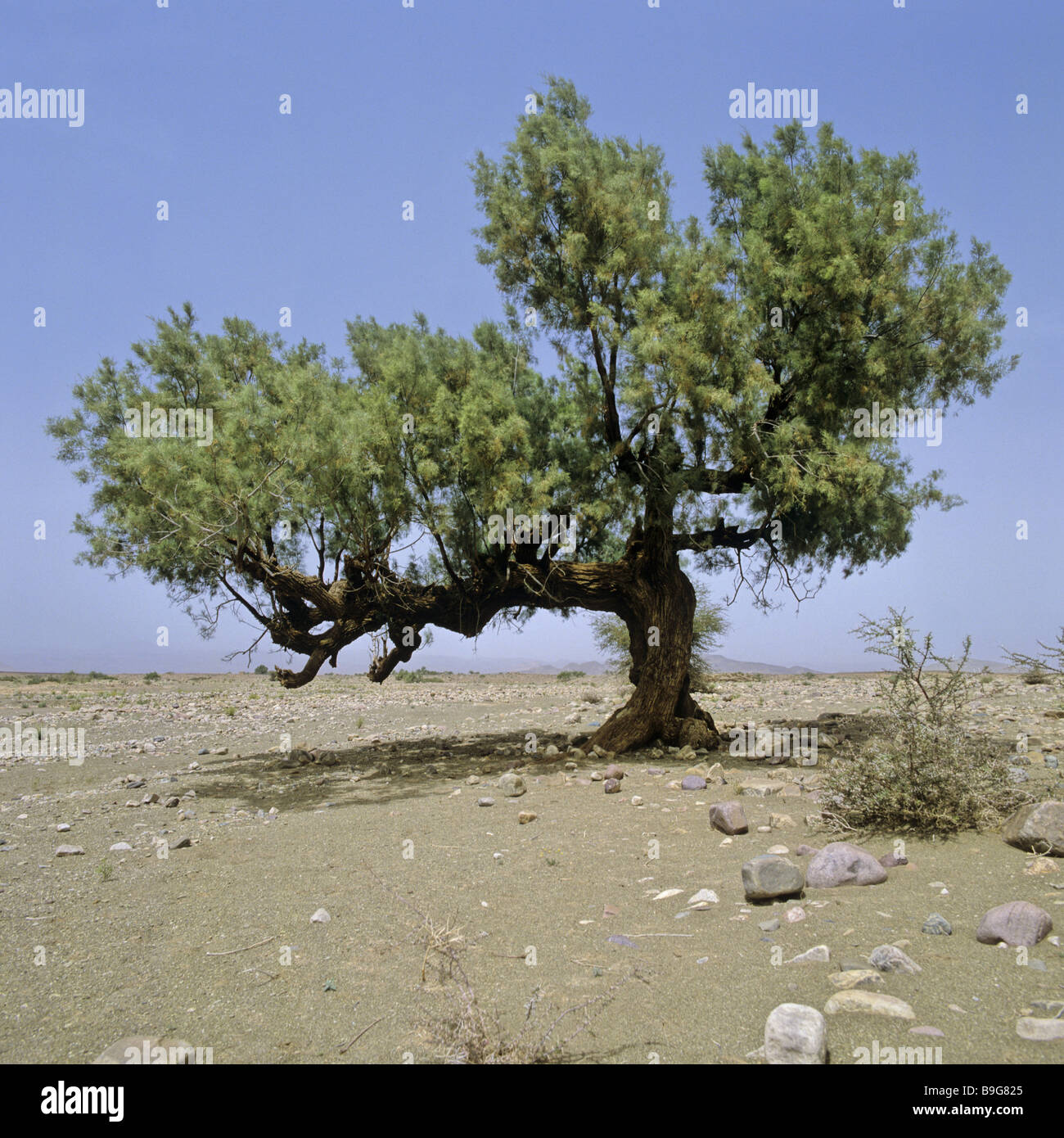 Morocco Sahara tree Tamariske Stock Photo Alamy
