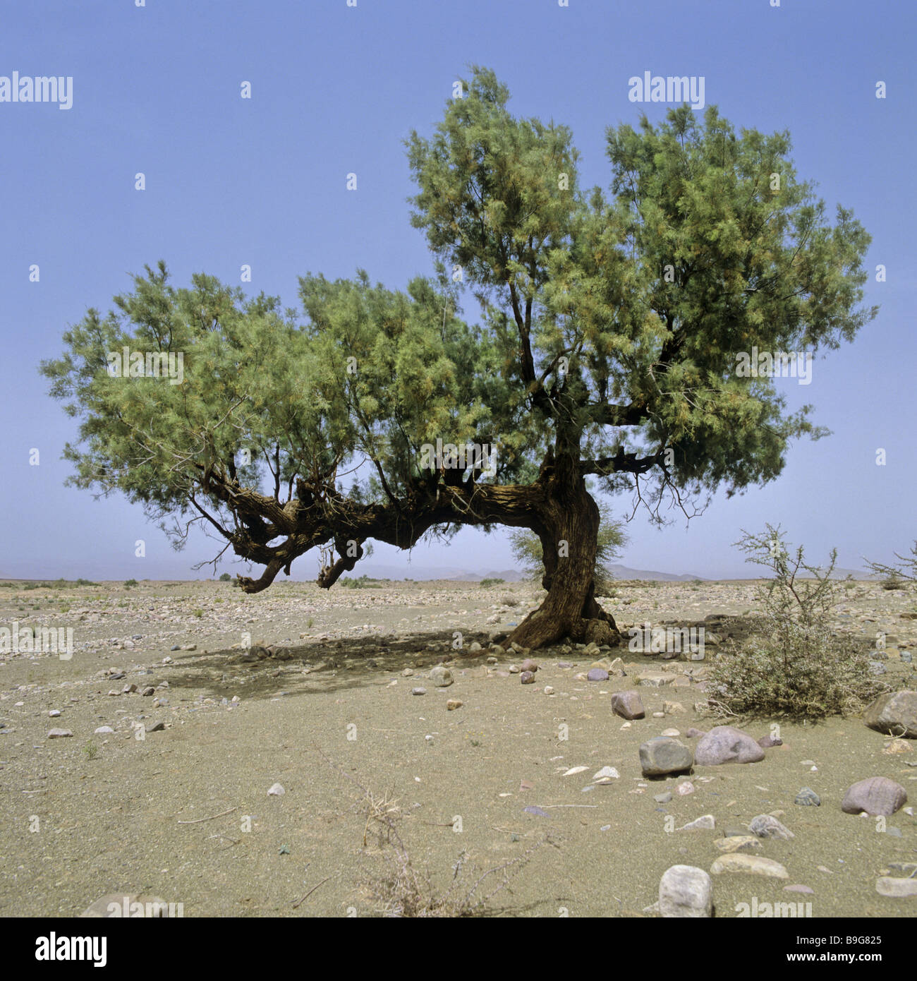 Morocco Sahara tree Tamariske Stock Photo