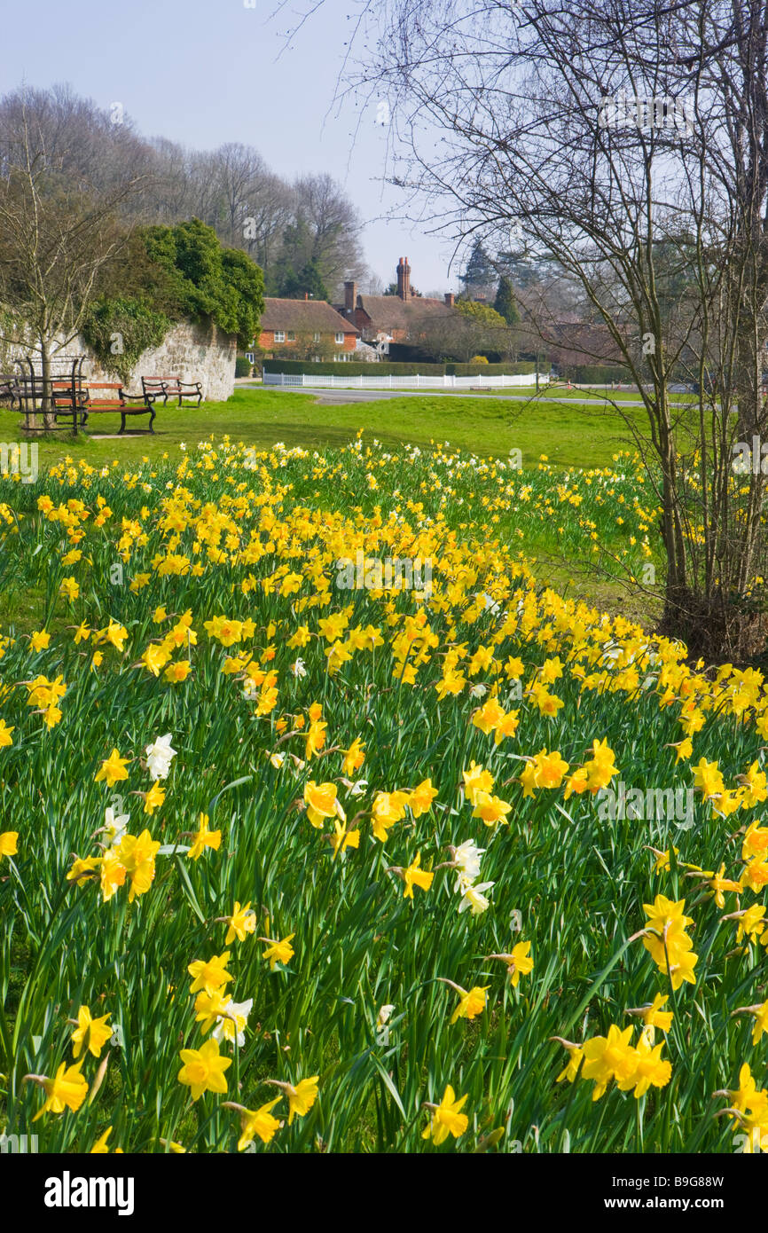 Chiddingfold, daffodils by village pond. Surrey, UK Stock Photo