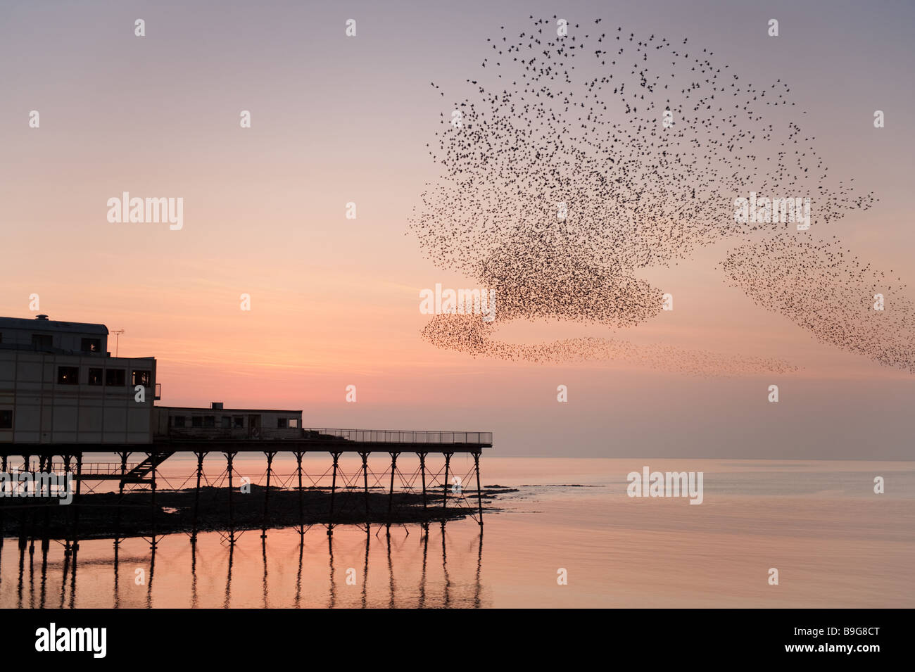 A flock of Starlings roosting at dusk Aberystwyth Pier Wales UK Stock Photo