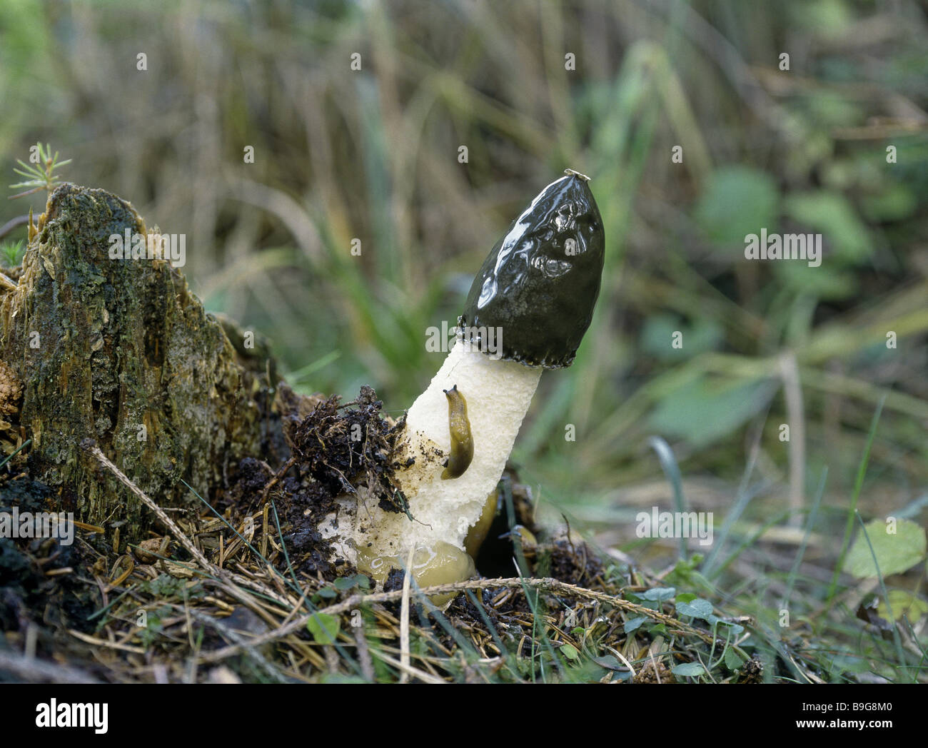 Forestground common stinkhorn phallus impudicus nature botany flora