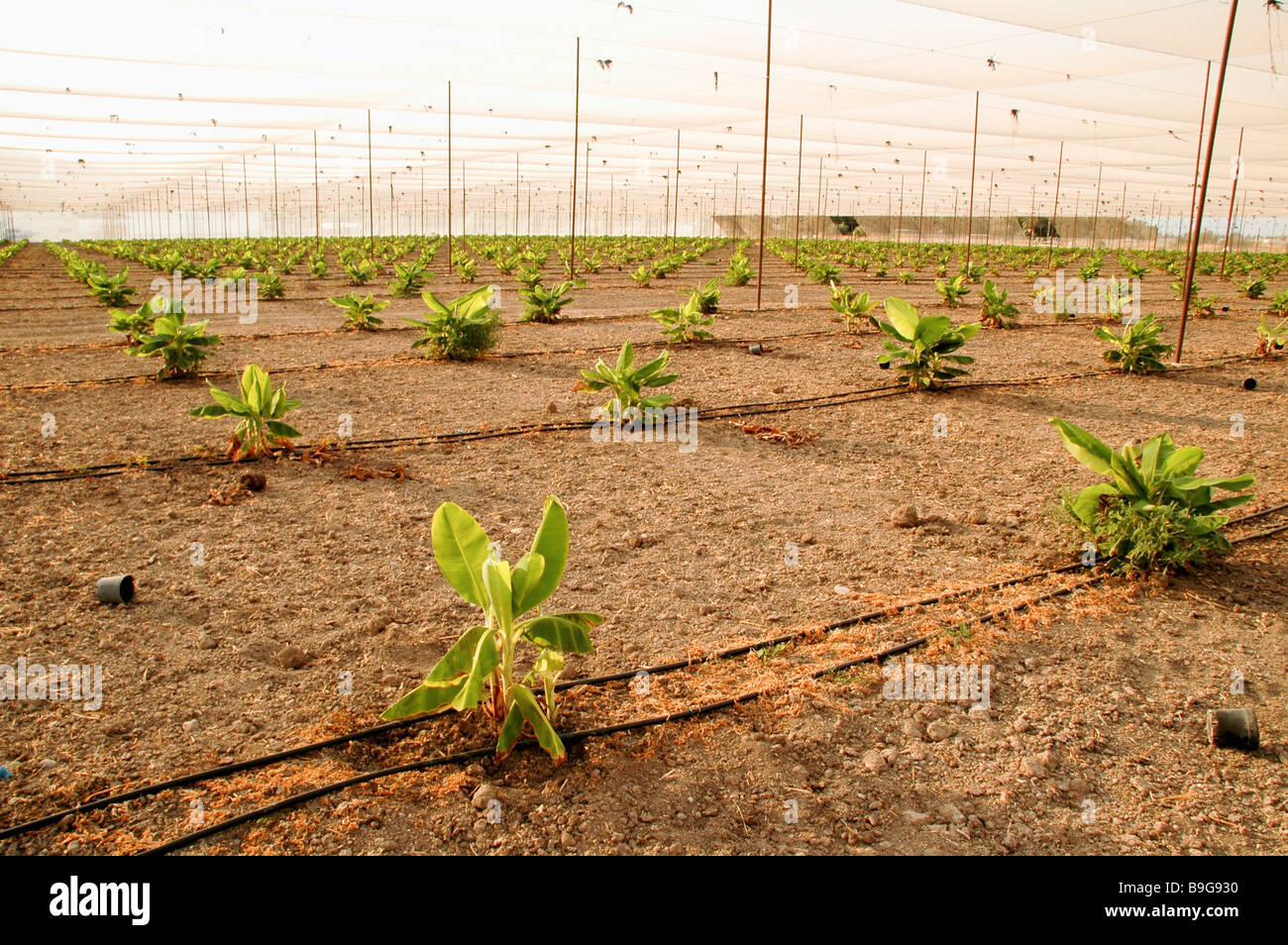 Newly planted young banana plants in a Banana Plantation Drip