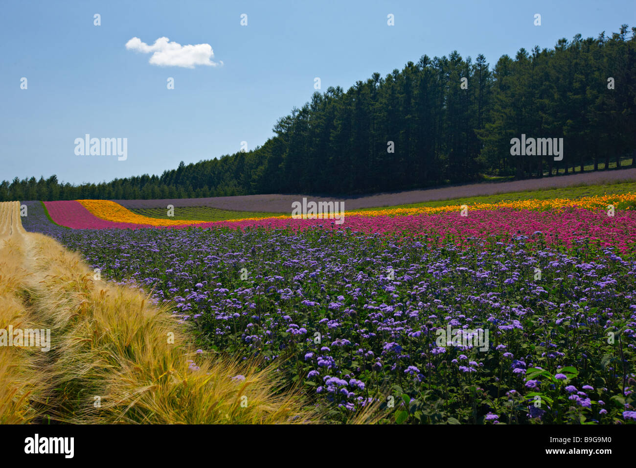 Farm Tomita, Naka-Furano, Hokkaido, Japan Stock Photo