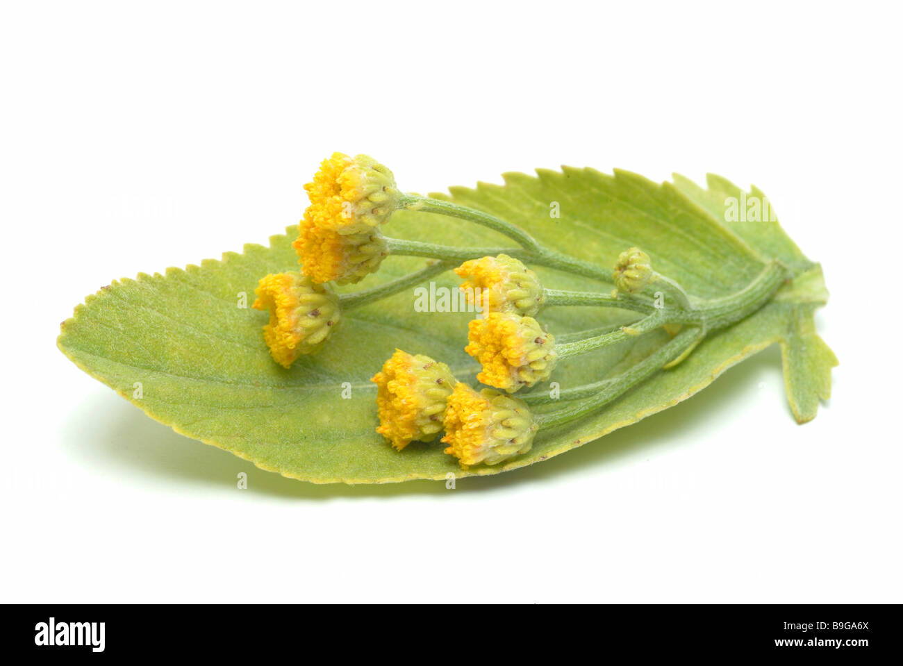 Marienblatt hi-res stock photography and images - Alamy