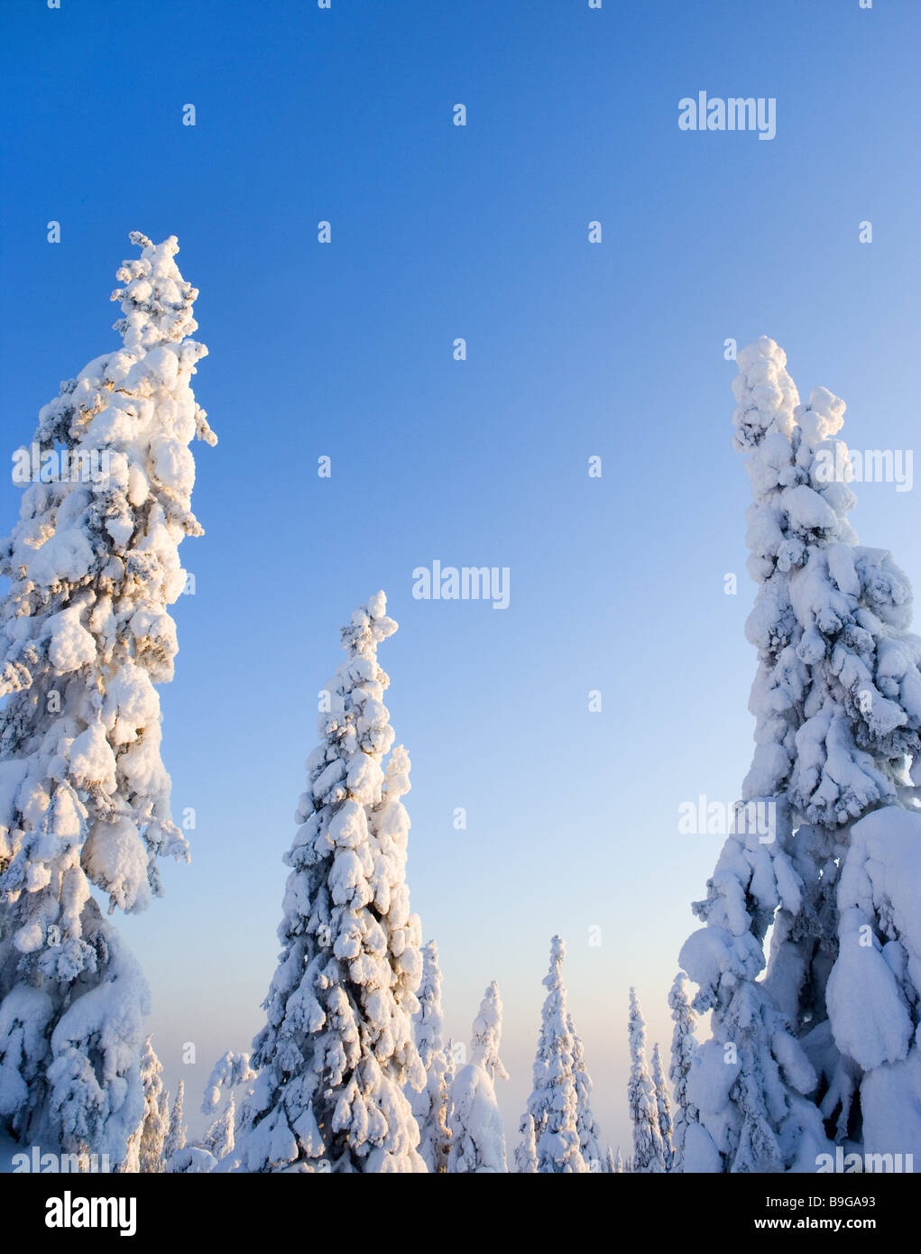 Snow covered in taiga hi-res stock photography and images - Alamy